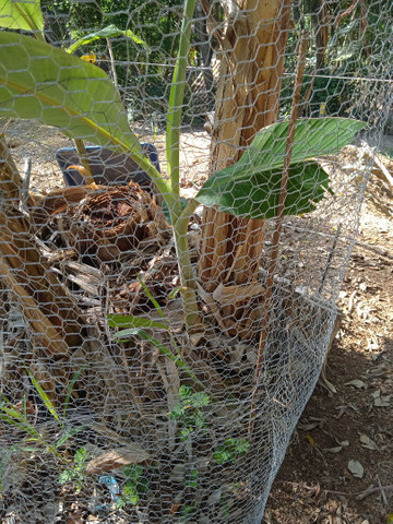 Banana da Terra Orgânica - Foto 4