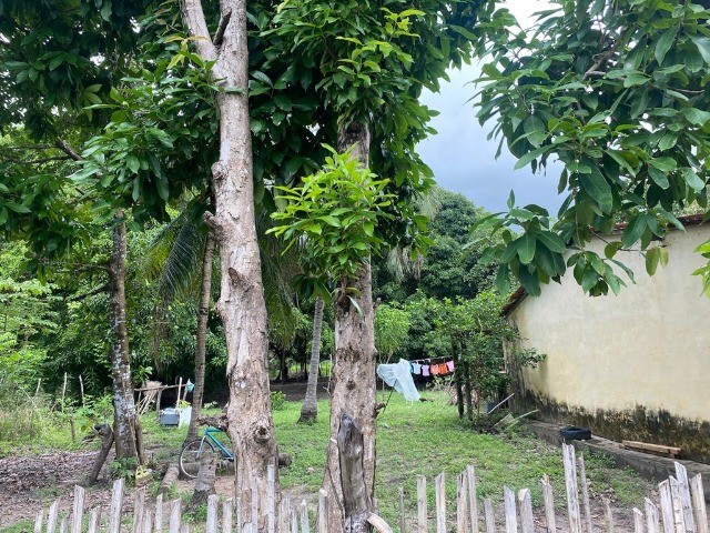 Sitio na avenida principal do timbuba, 25 x 100 , casa simples rua asfaltada - Foto 12