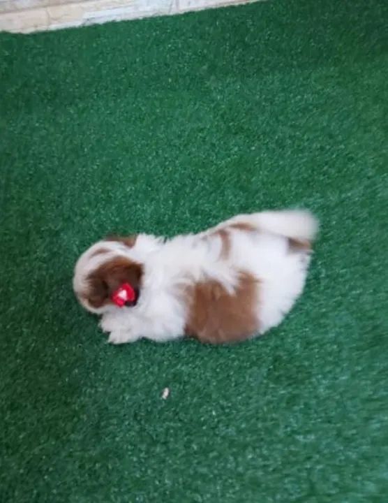 Shitzu mini lindos filhotes machos e fêmeas com garantia e kit filhote  - Foto 6