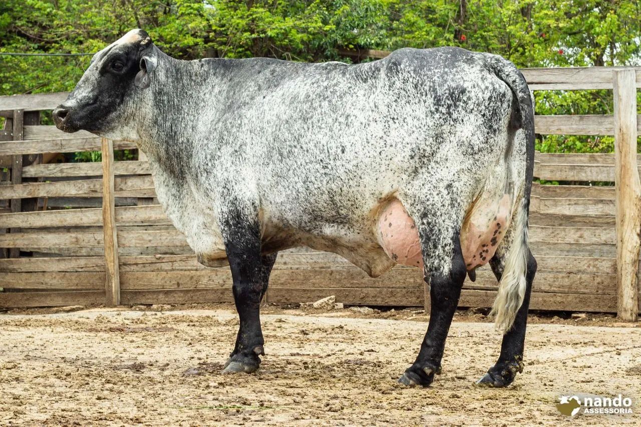 Vacas girolando de FIV 