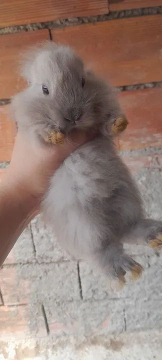 Coelhinho mini lion - Foto 3