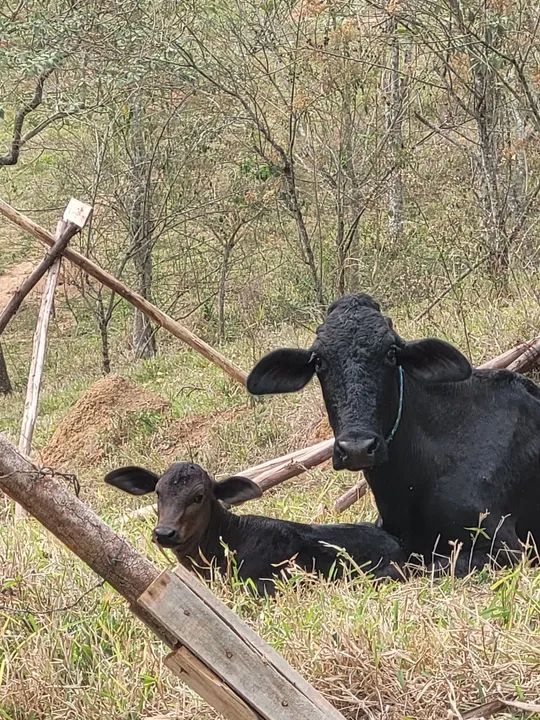 Bezerro e vaca pretos à venda - Foto 2