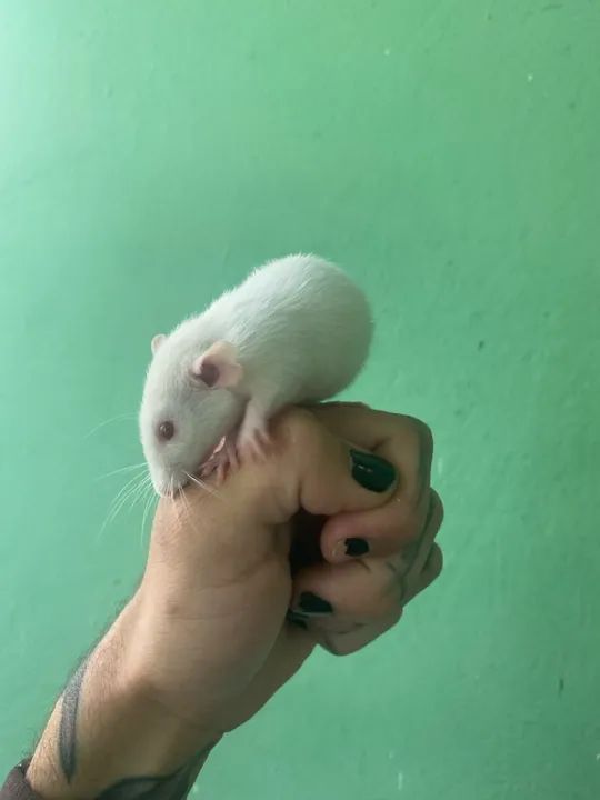 Ratinhos mercol/twister Dumbo, p/ PET  - Foto 2