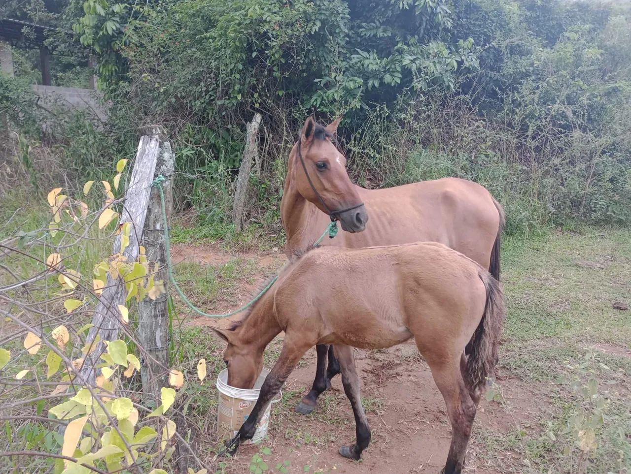 Égua com potra  - Foto 2