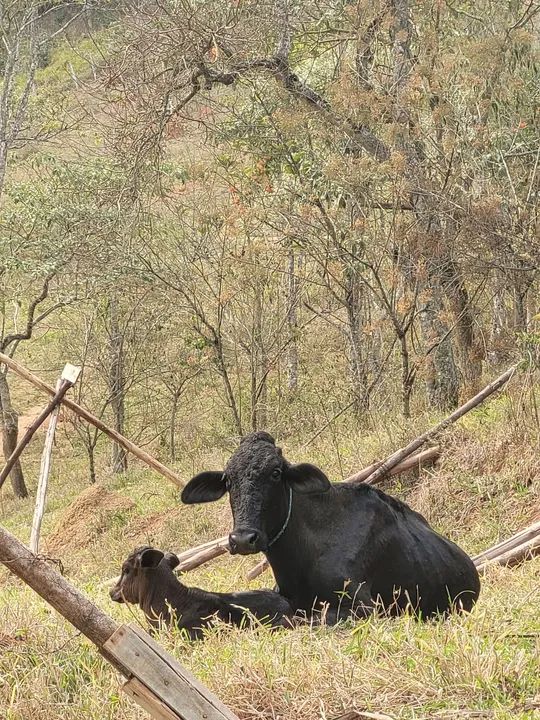 Bezerro e vaca pretos à venda - Foto 3