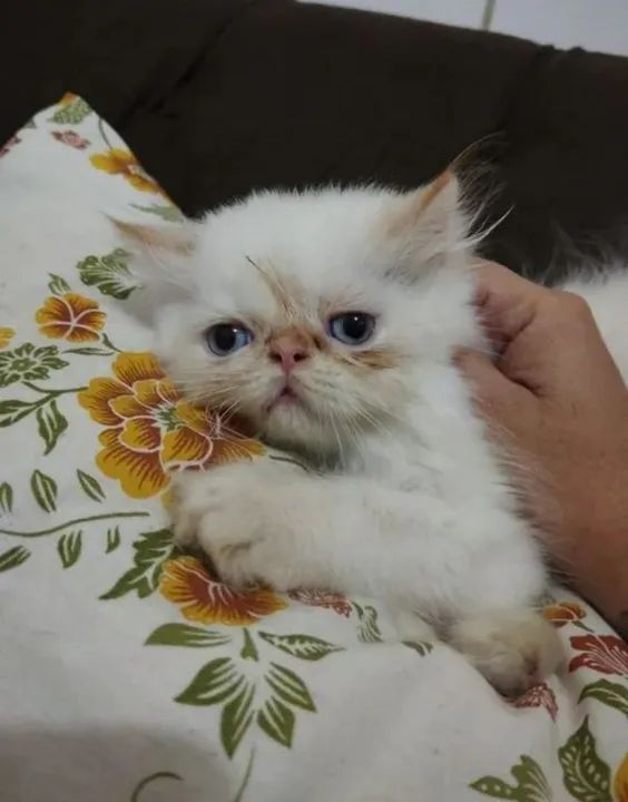 Gatinho persa show padrão  com 60 dias de vida super dócil e brincalhão 