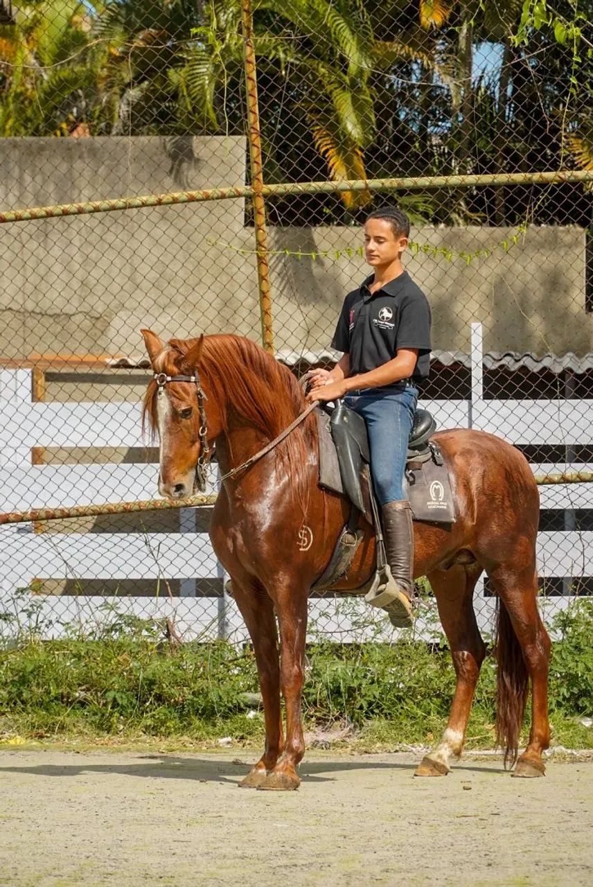 Cavalo