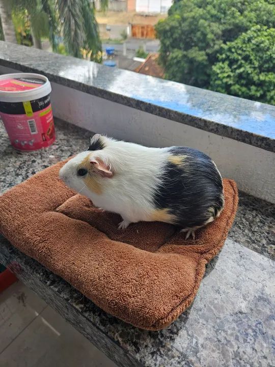 Porquinho da india - Foto 2