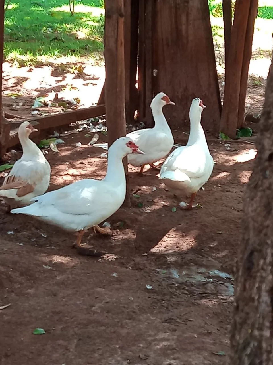 Lindos patos domésticos