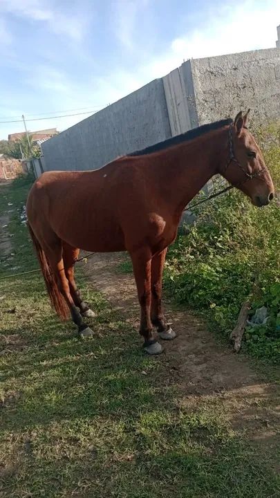 Vendo cavalo mangalarga top  - Foto 3