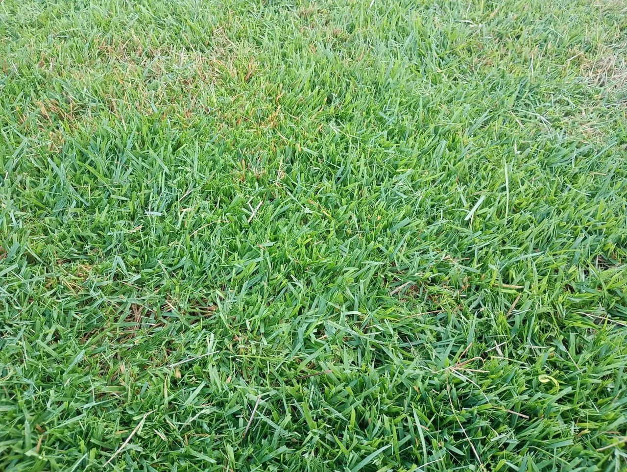 GRAMA ESMERALDA  - Foto 3