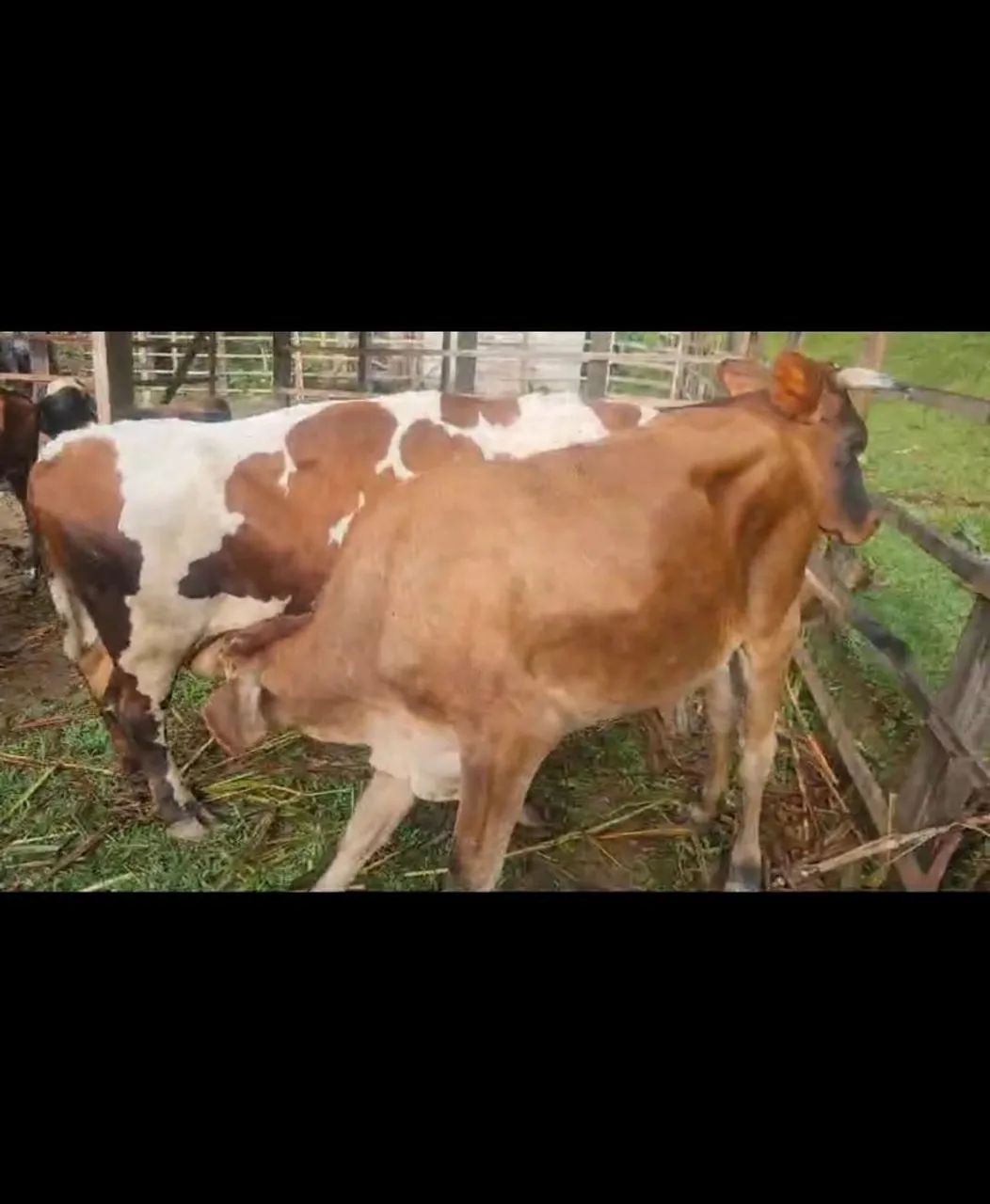 Mini Vaca Leteira com bezerra  - Foto 5