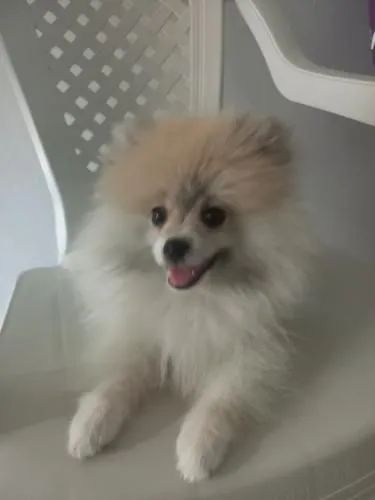 Filhote fêmea lulu da pumerânia - Foto 2