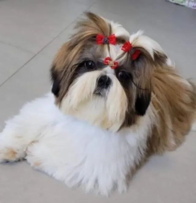 Shih tzu Macho Filhote