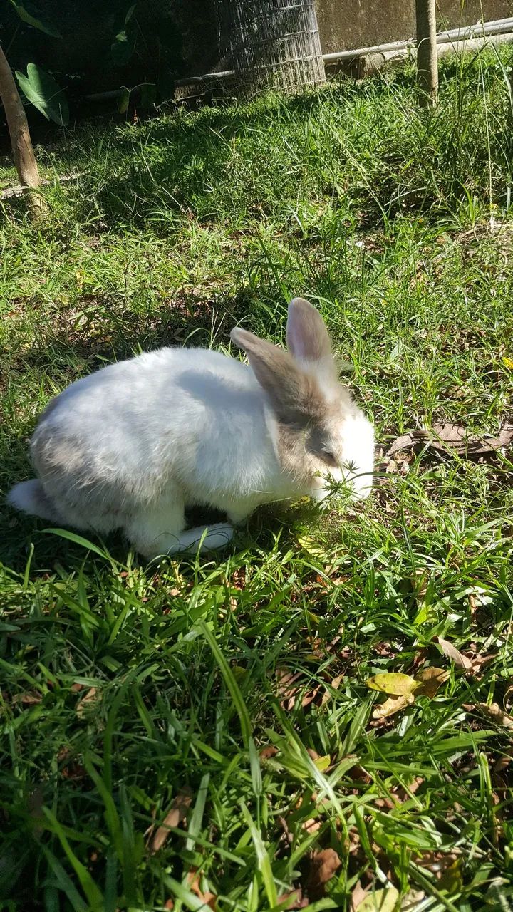 Coelho macho, bem cuidado  - Foto 3