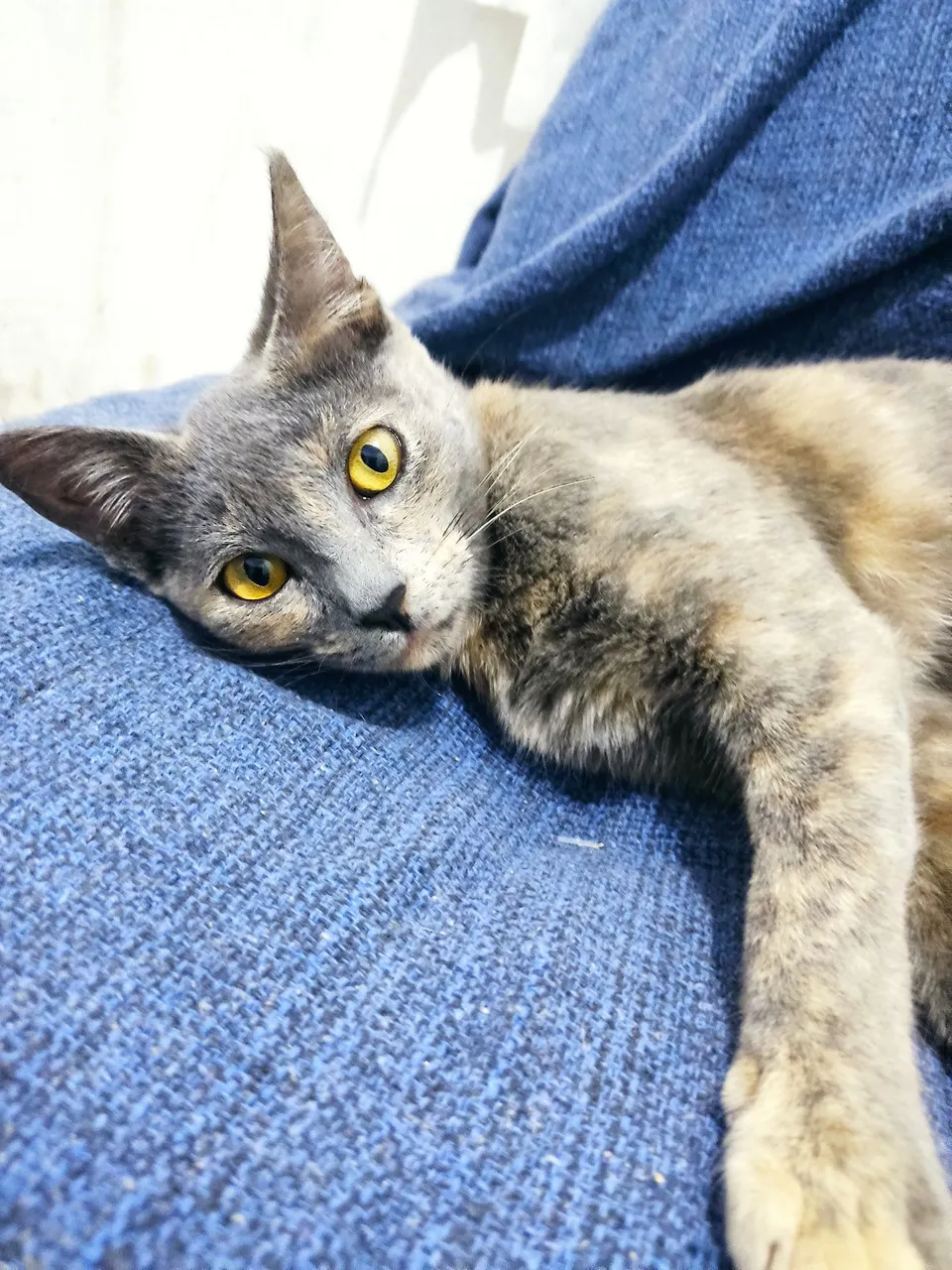 Gatinhos linda para adoção