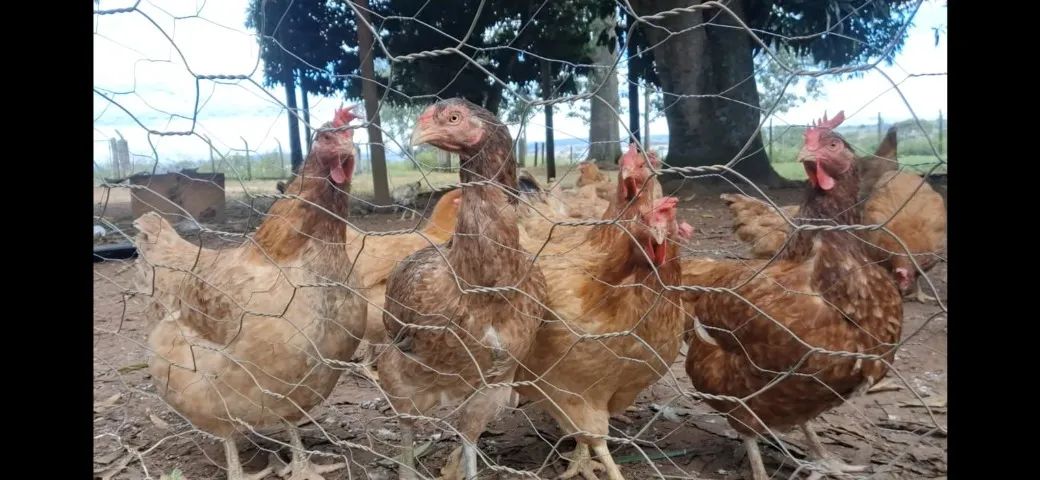 Vendo galinha melhorada e frango caipira em Abadia de Goiás  - Foto 5