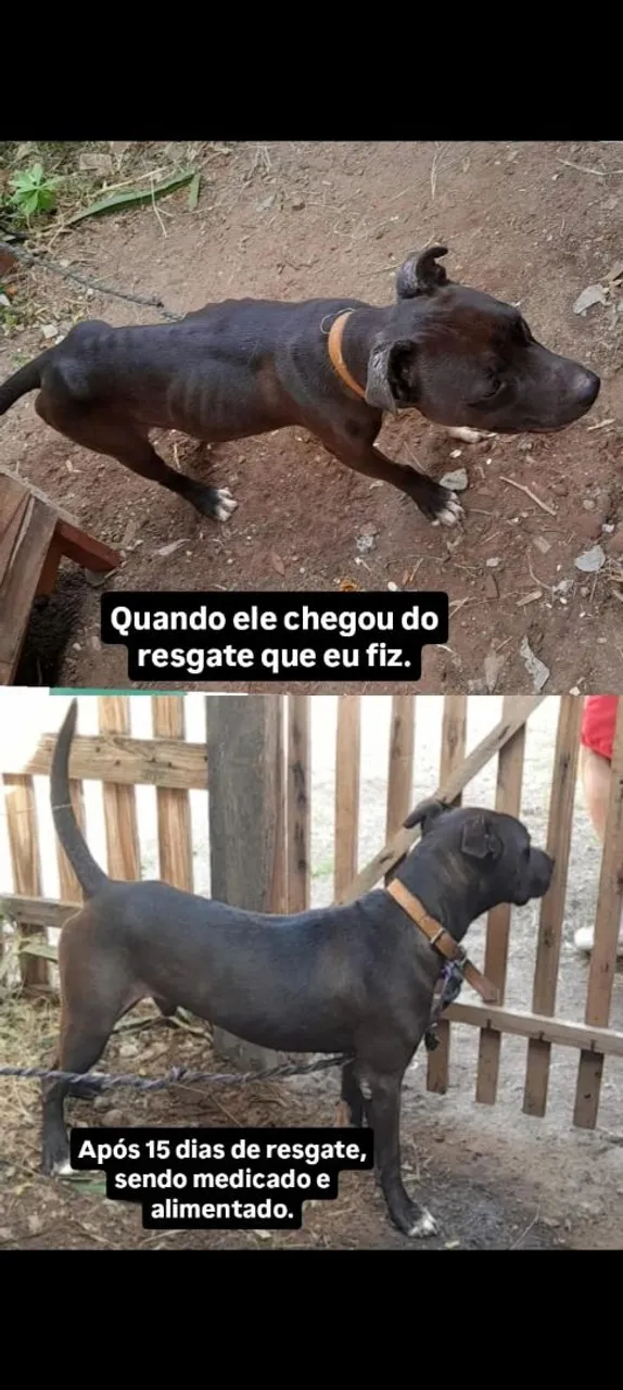 Pitbull Resgatado - Transformação Incrível!