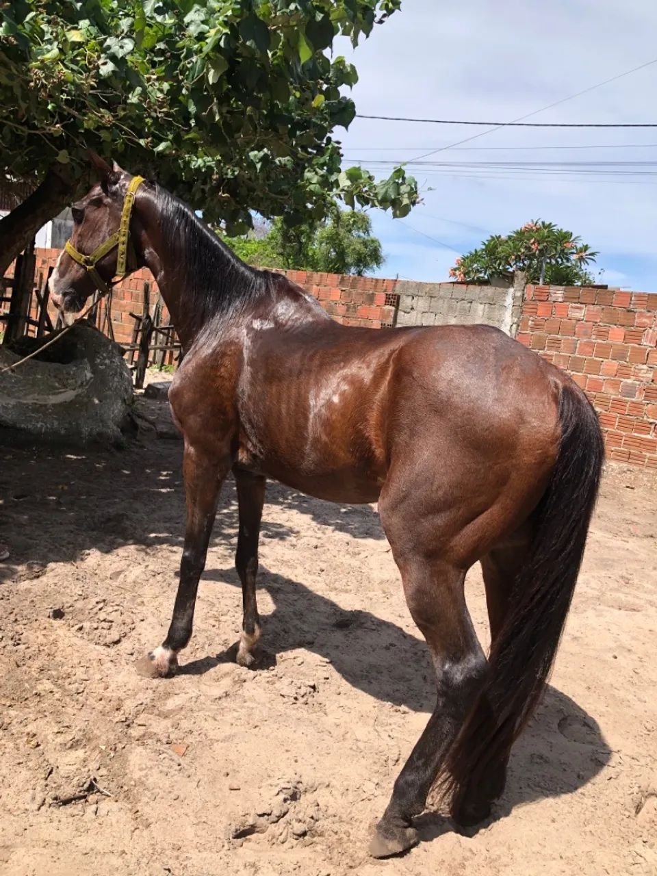 Cavalo de esquerda - Foto 2