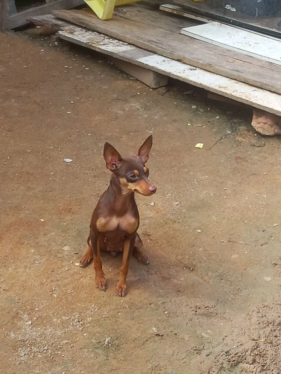 Pinscher fêmea 