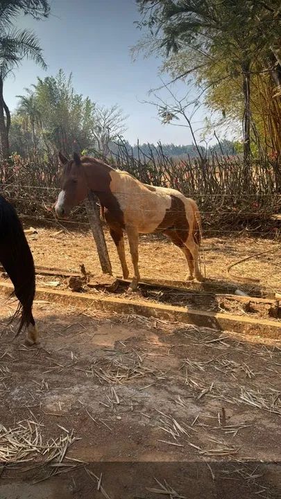 Égua para venda - Foto 4