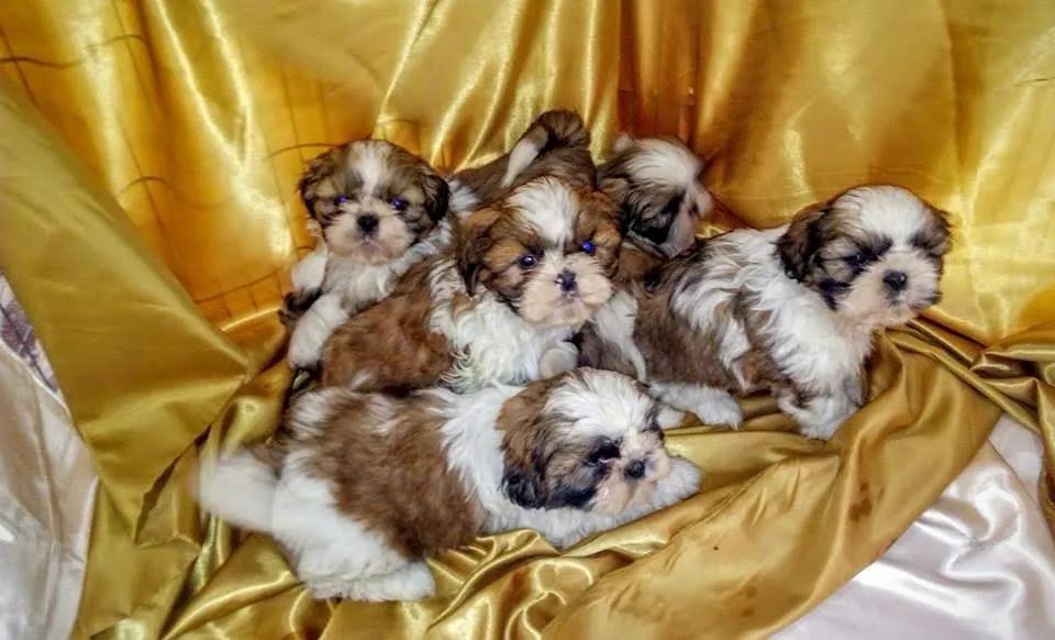 Shih Tzu Lindos e Charmosos pronta entrega até 12x - Foto 4