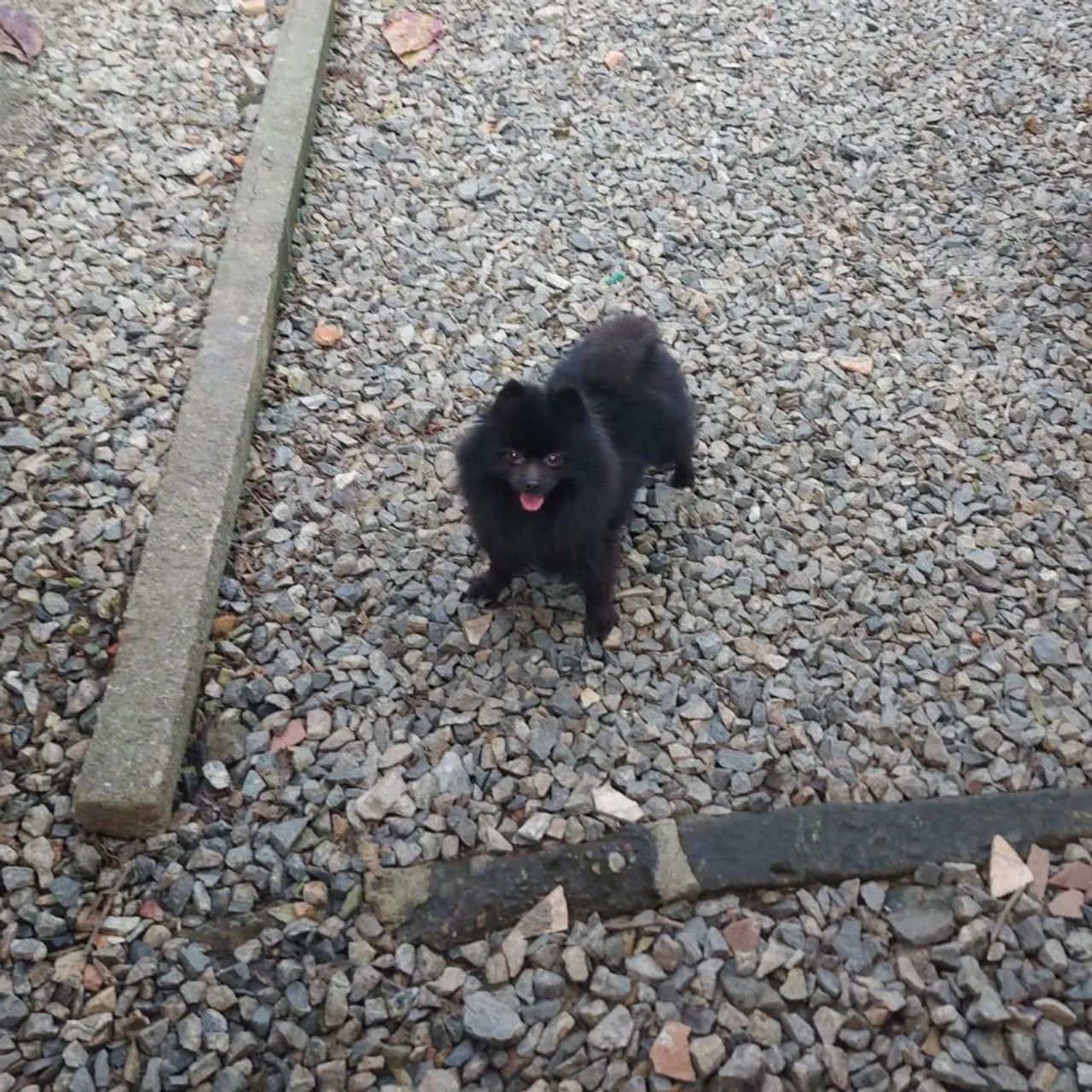 Spitz alemão fêmea  - Foto 2