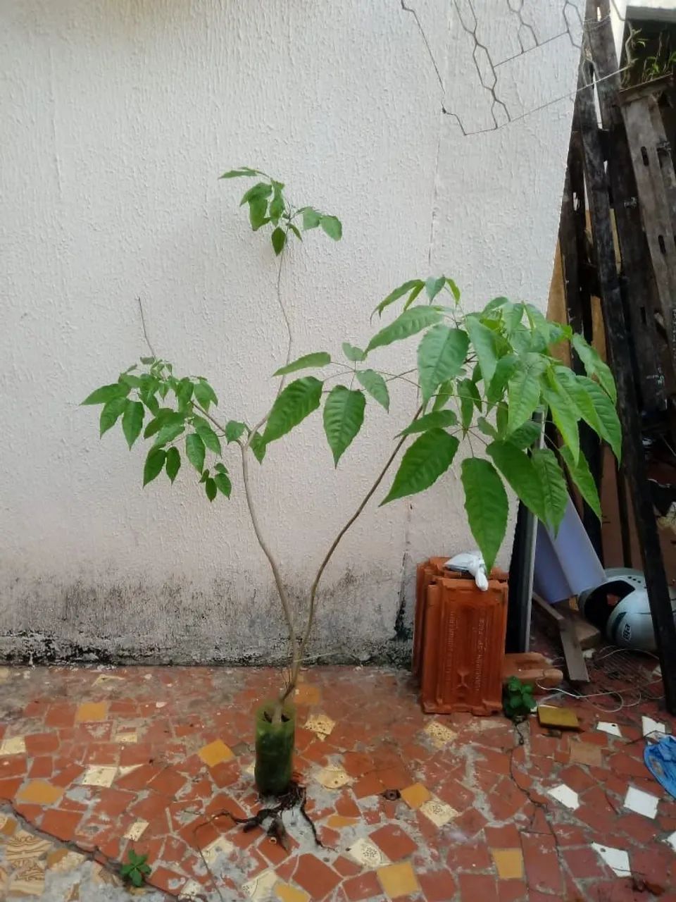 Doando Muda de ipê roxo64294098040193120