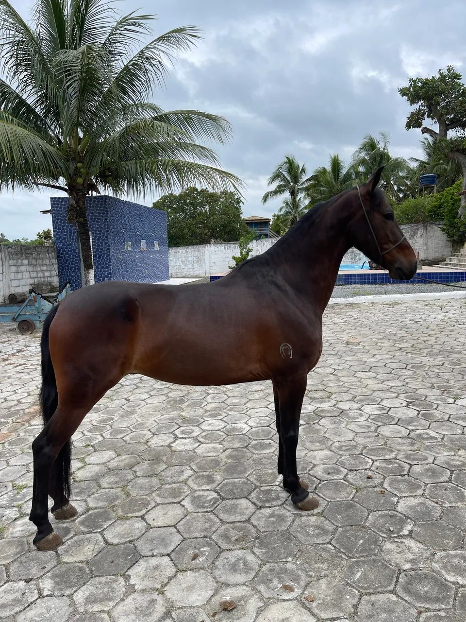 Cavalo Mangalarga Registrado  - Foto 2