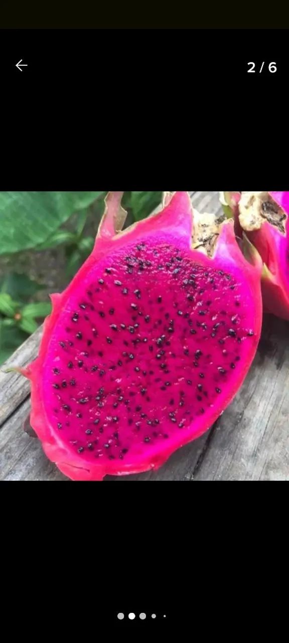 MUDAS DE PITAYA VERMELHA   - Foto 3
