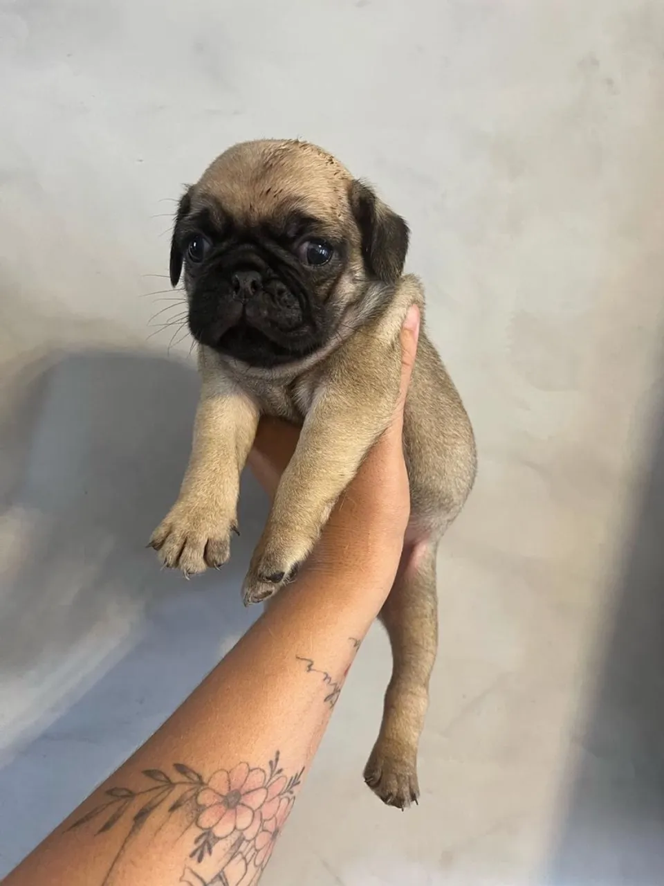Pug Abricó Fêmea
