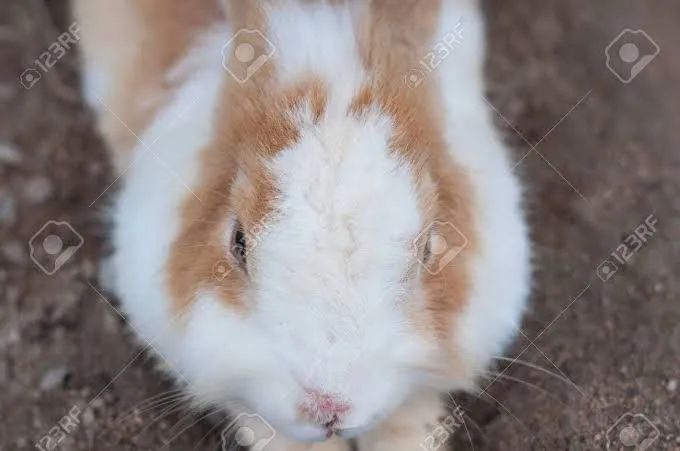 Vendo 3 coelhos pode ser junto ou também separado