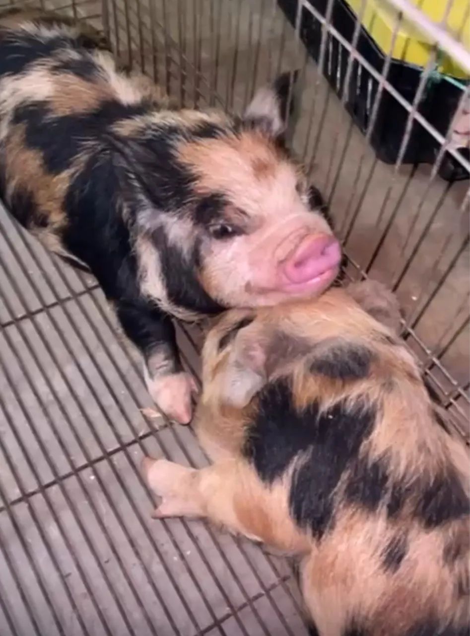 Mini pig, mini porco, KuneKune, importado  - Foto 3