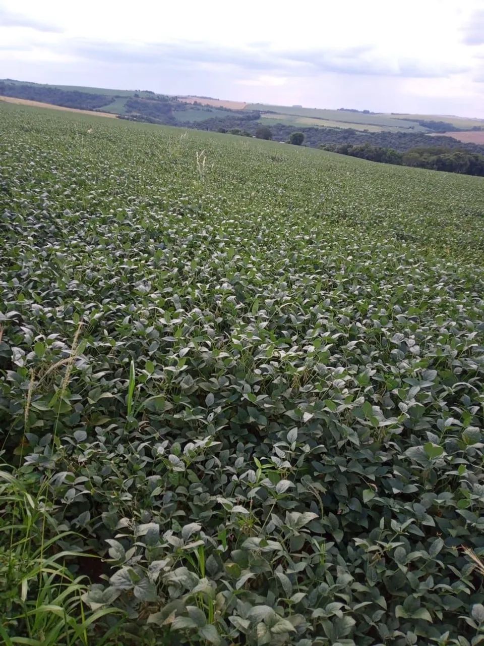 Fazenda   8 anos para pagar 