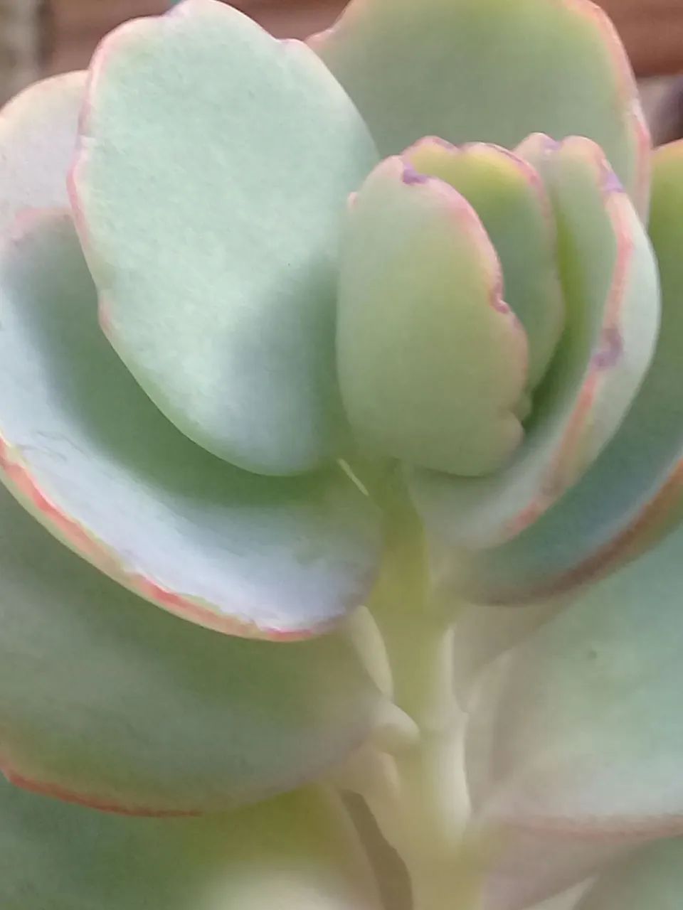 Vendo plantas e folhagens ?