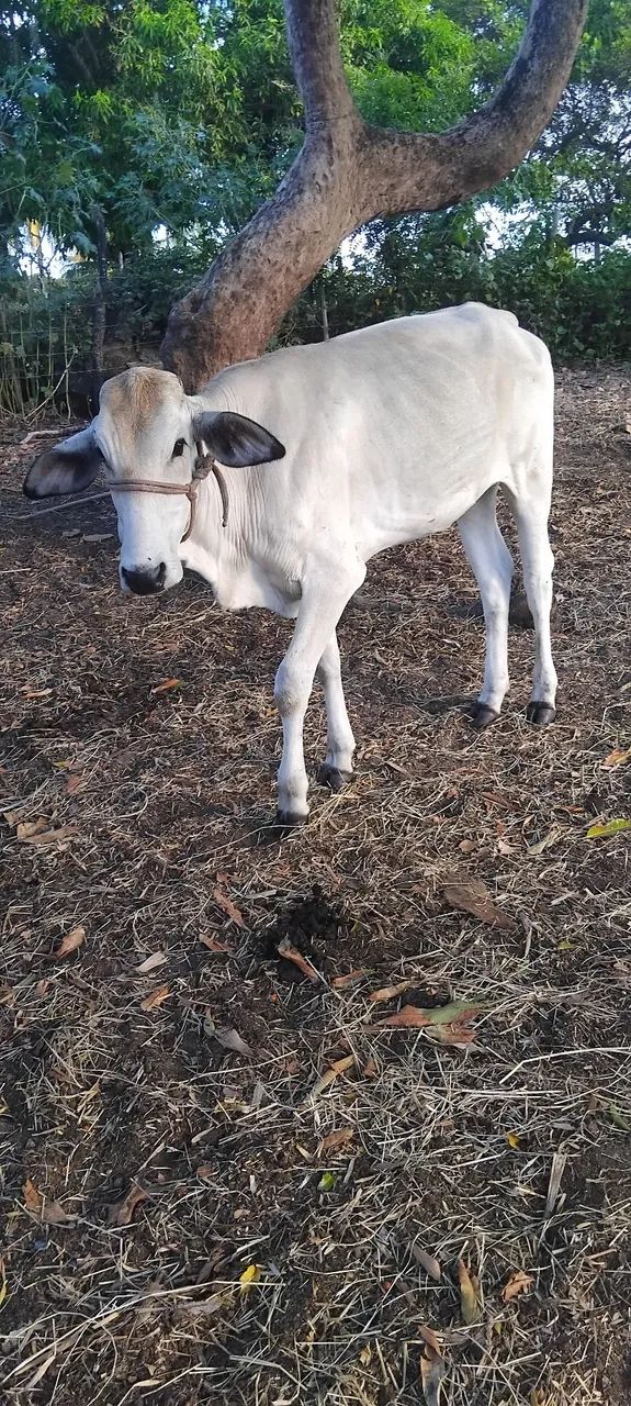 Vendo uma linda novilha - Foto 3