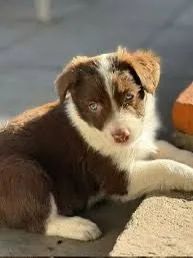 Border Collie - Inteligência e Energia sem Limites!