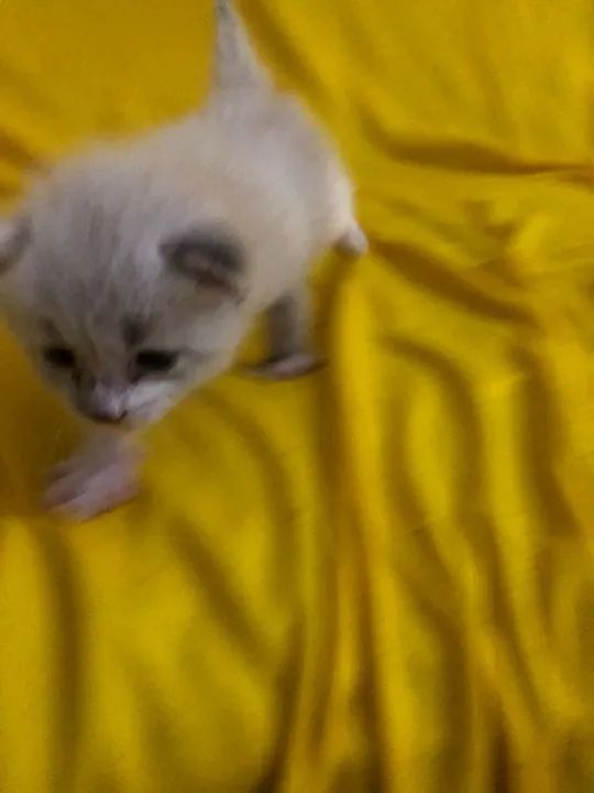 gato recém nascido  - Foto 5