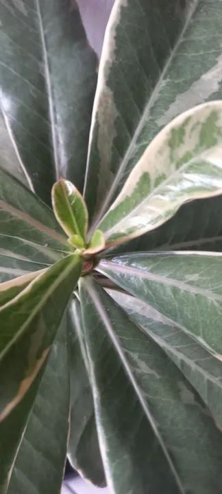 Rosa do deserto : Variegata matriz comercial padrão  - Foto 3