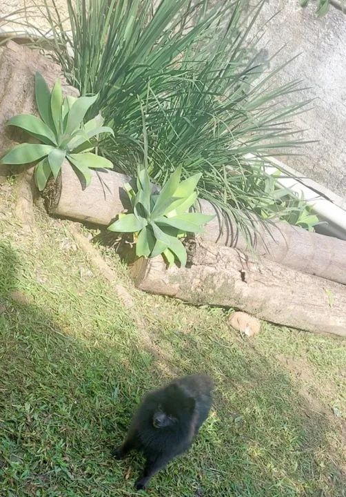 Spitz alemão fêmea  - Foto 5