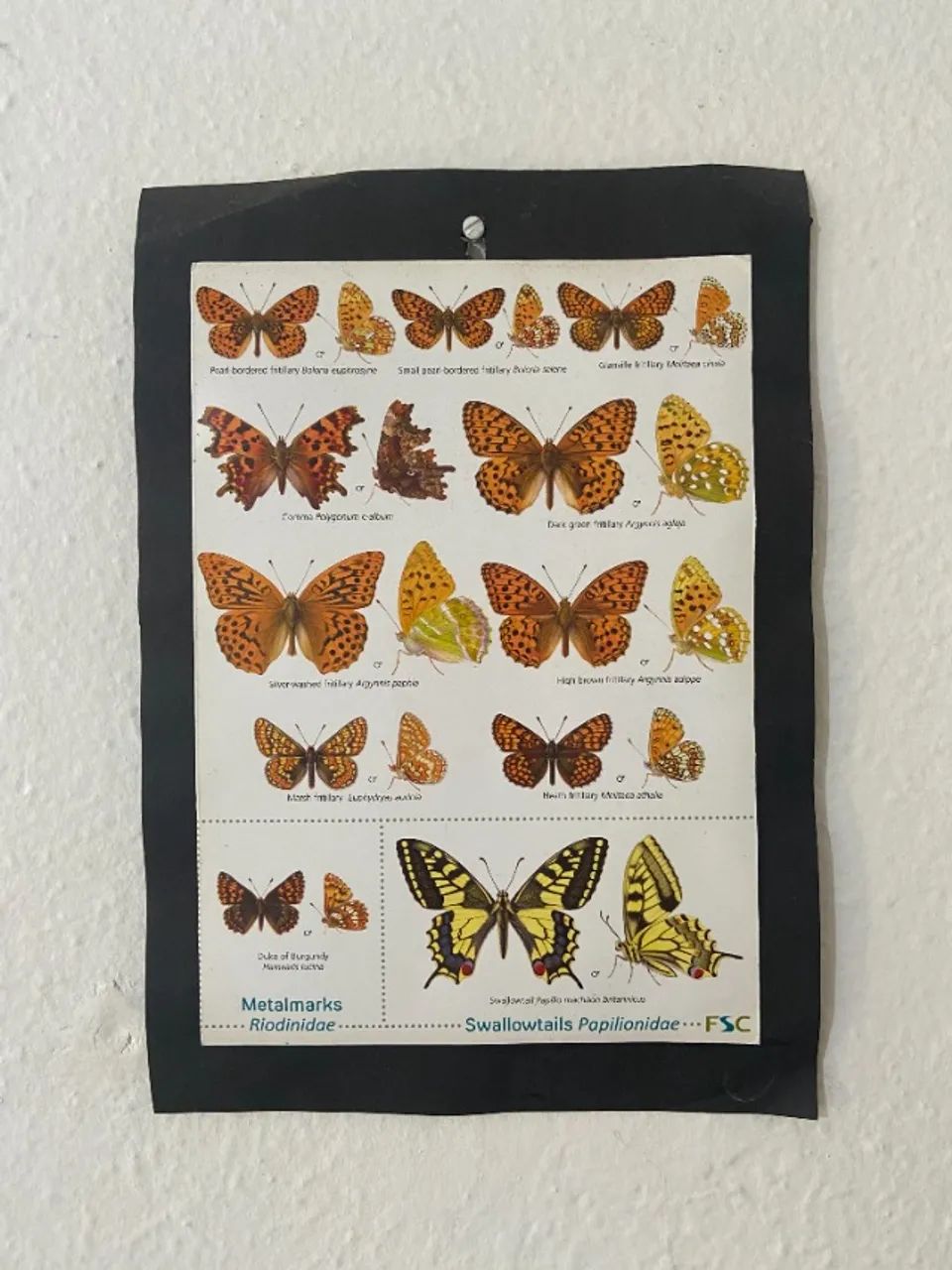 Poster de bosboleta tamanho A4 - Foto 2