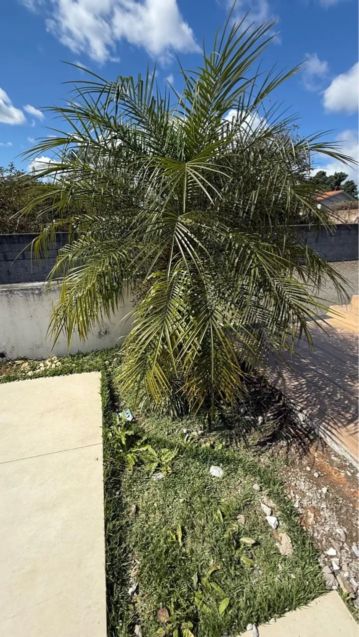 Palmeira Fênix  - Foto 3