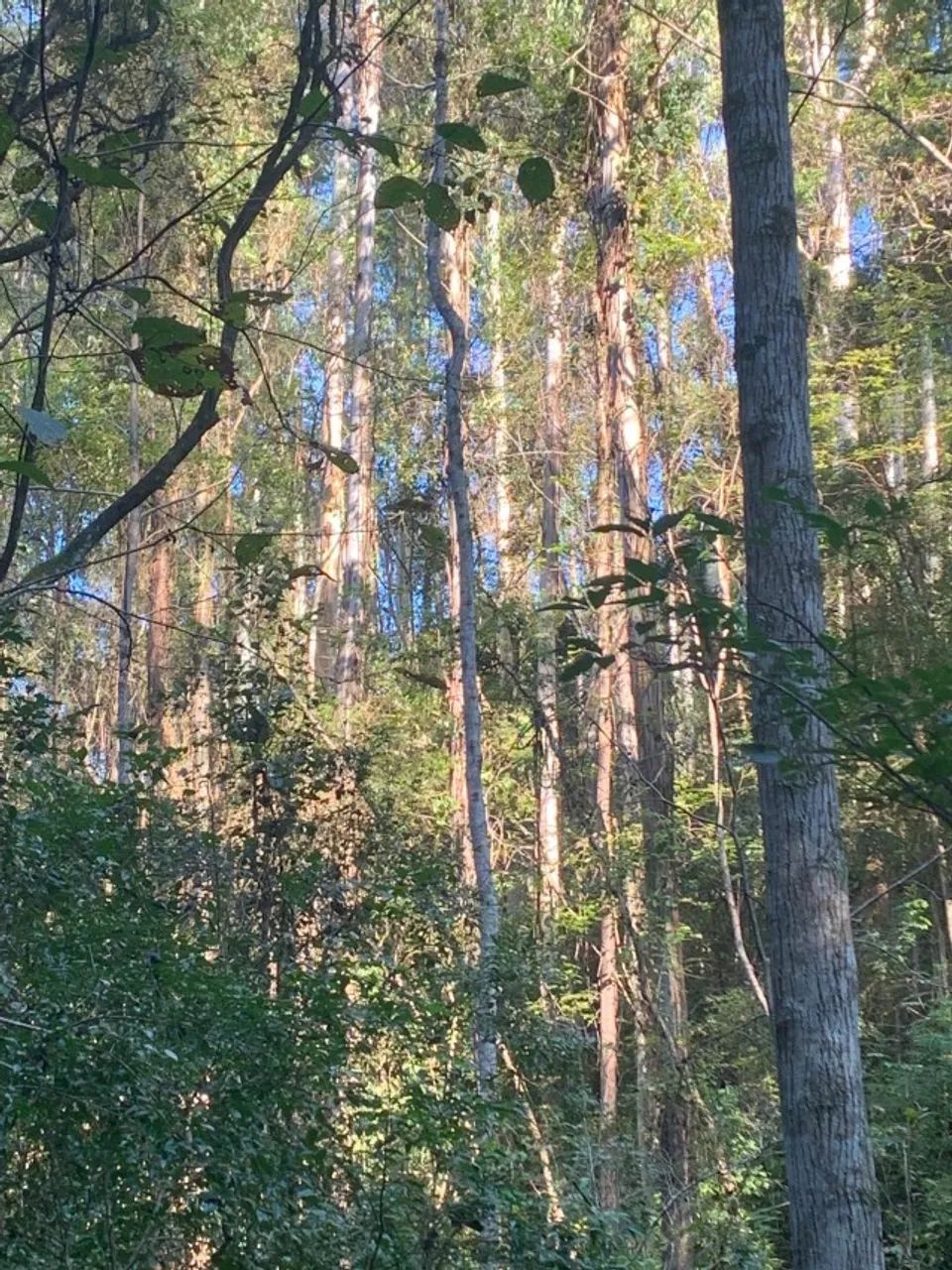 REFLORESTAMENTO - Foto 6