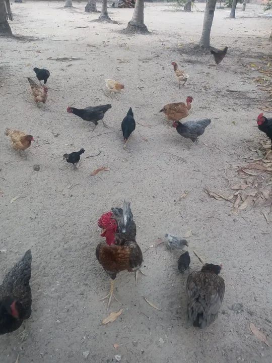 Galinhas e galos para venda - Foto 3