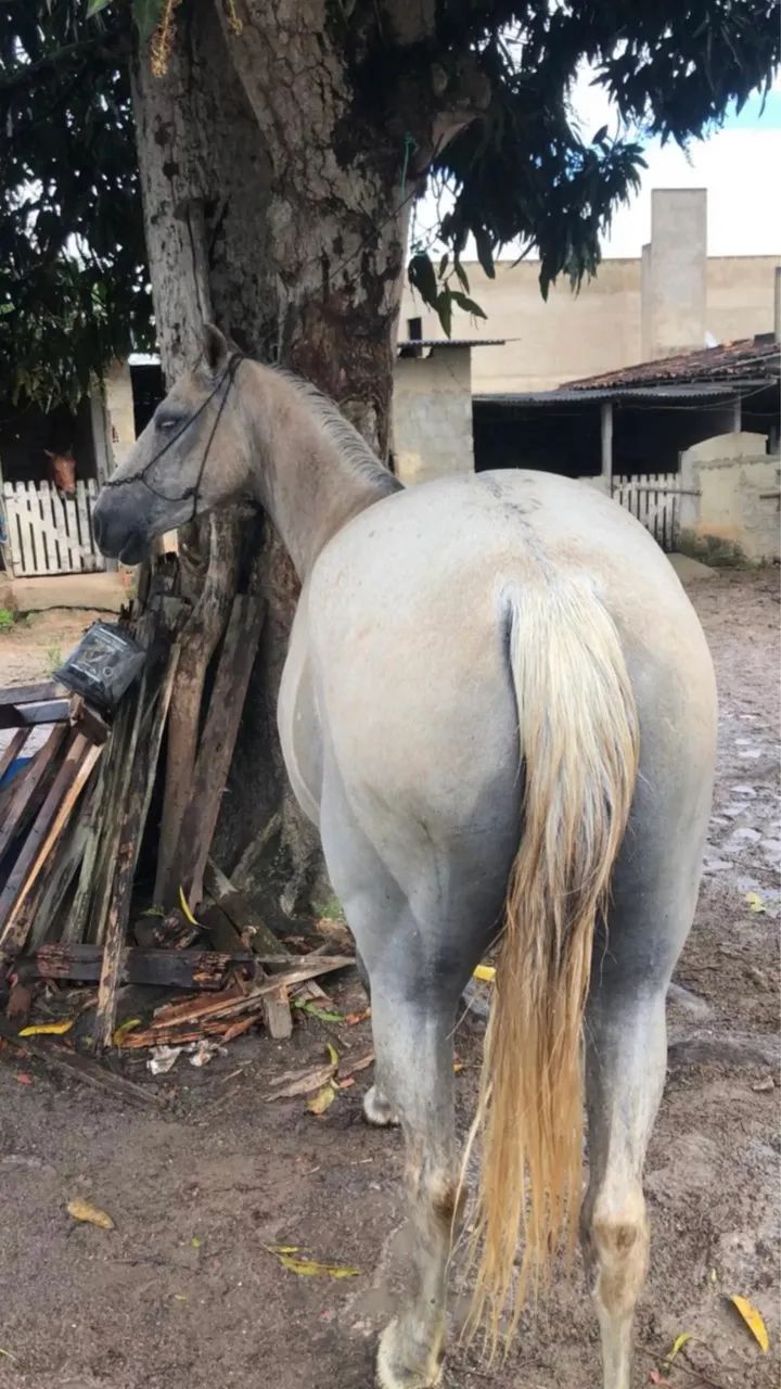 Egua mestiça de quarto de milha