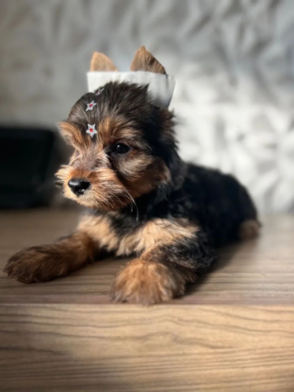Yorkshire terrier fêmea  - Foto 3