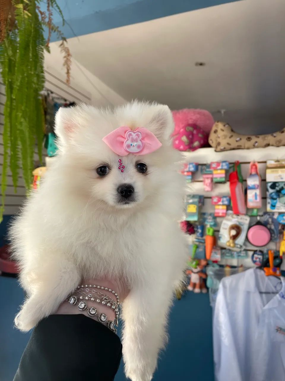 Spitz alemão fêmea anao $3.900,00
