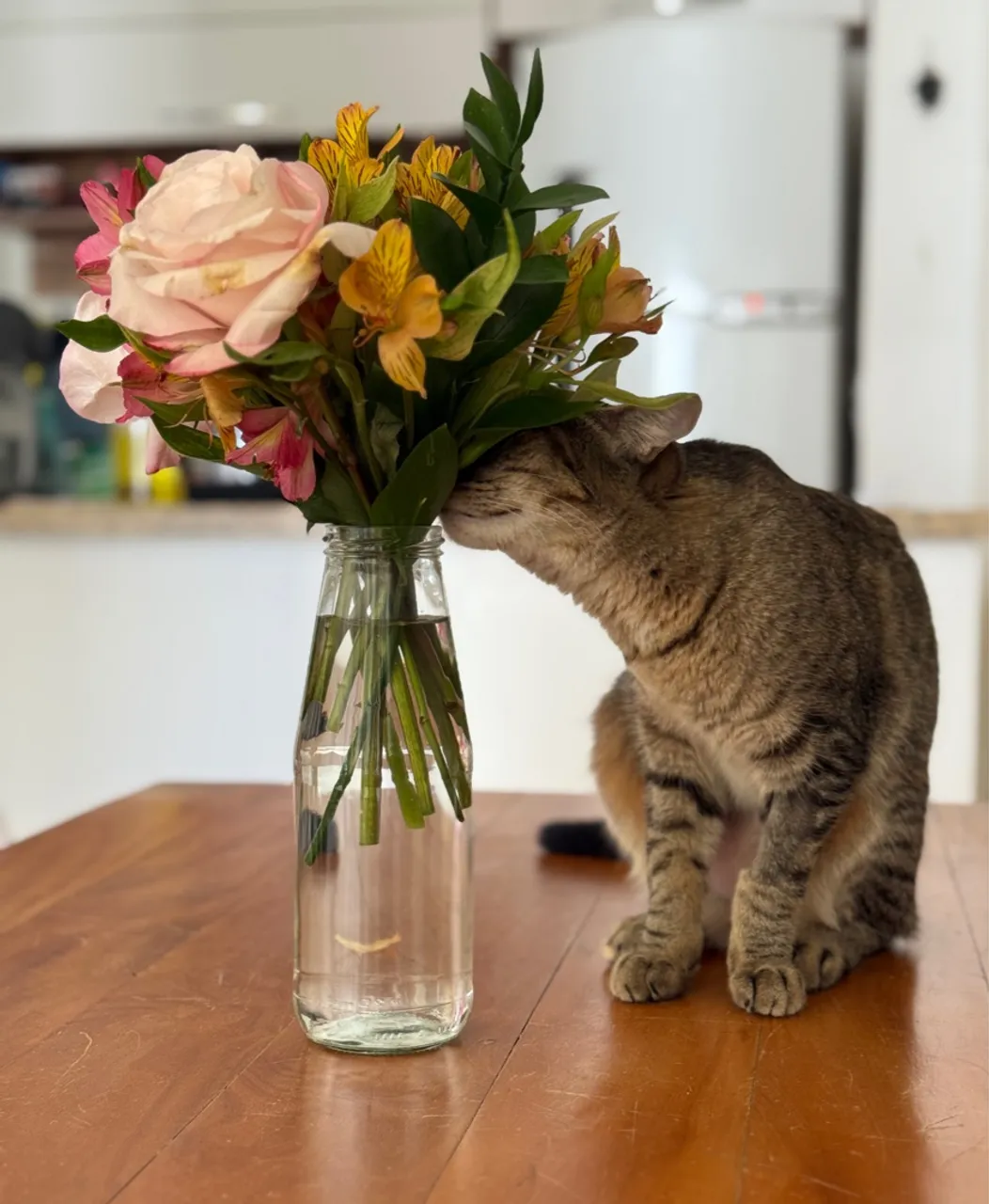 Gata para adoção