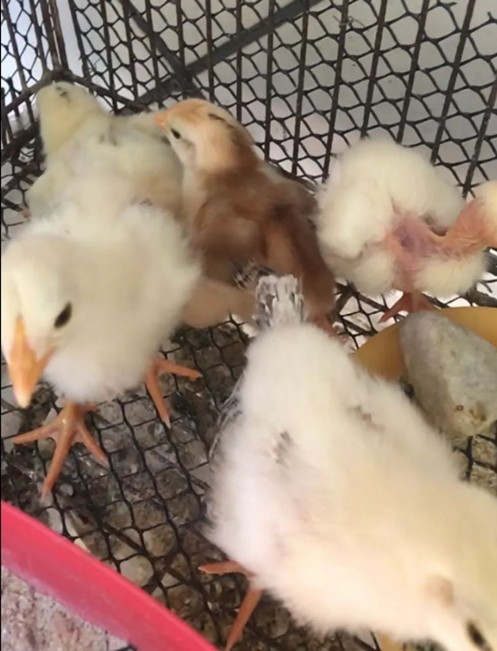 Pintos Mestiços Índio X Caipira. - Foto 5