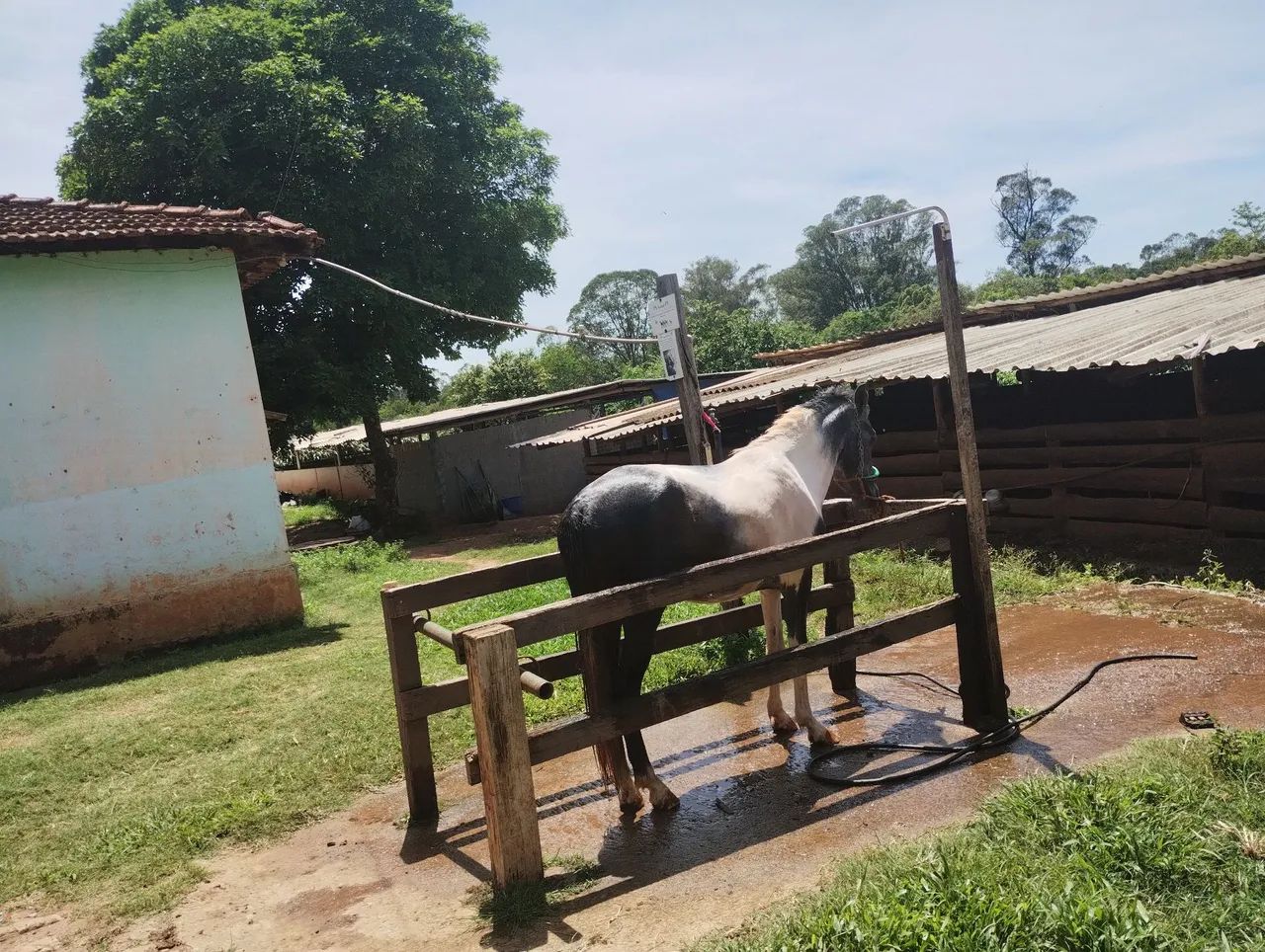 Cavalo potro garanhão  - Foto 3